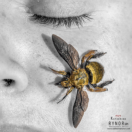 Sleeping Bee