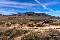 Camels Fuerteventura