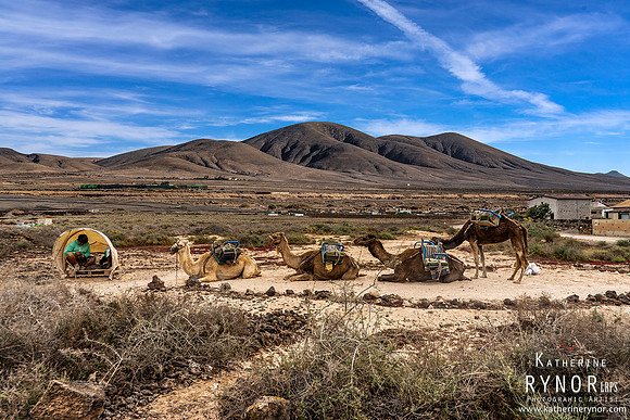 Camels Fuerteventura