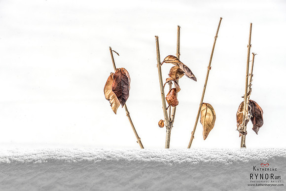 Waiting for Spring