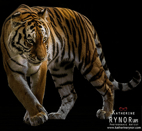 Tiger 2