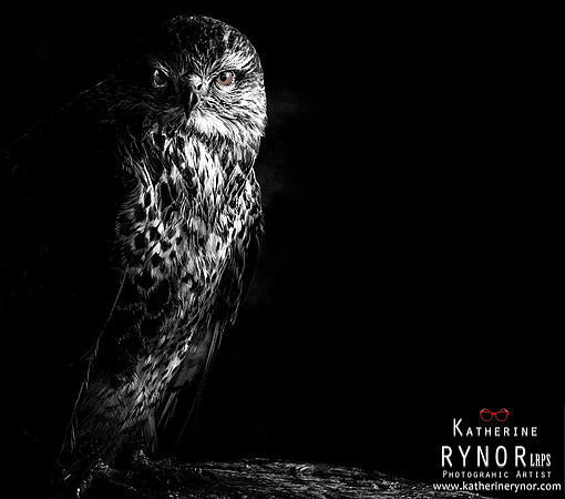 Bird of Prey