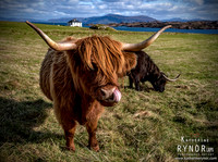 Highland Cattle - Iona