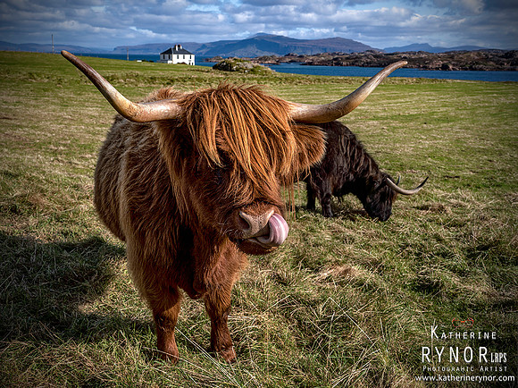 Highland Cattle - Iona