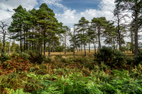 Arne